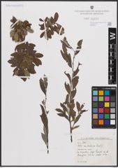 Foto von Salix cantabrica Rech. f.